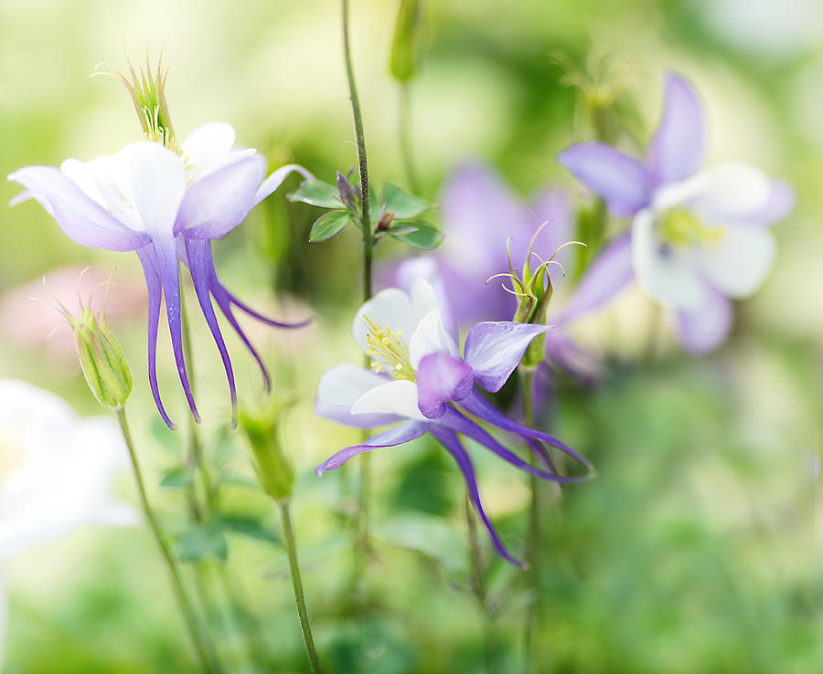 Flower Photograph - Columbine Fairyland by Rebecca Cozart