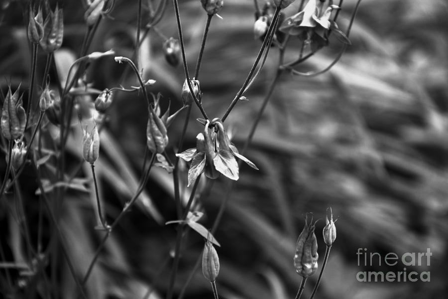 Columbine Flower 1 Black and White Photograph by Marina McLain