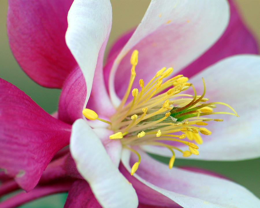 Columbine Flower 2 Photograph by Amy Fose