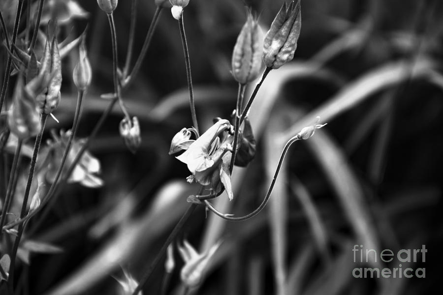 Columbine Flower 2 Black and White Photograph by Marina McLain