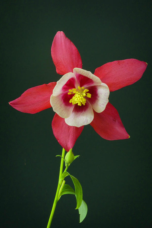 Columbine flower 2 Photograph by Kenneth Cole