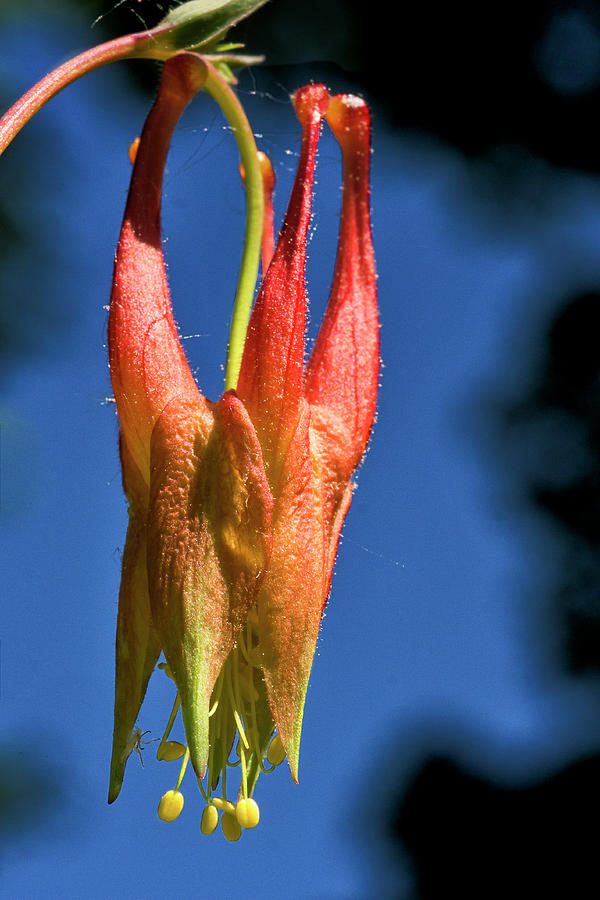 Columbine Flower 3 Photograph by Steven Ralser