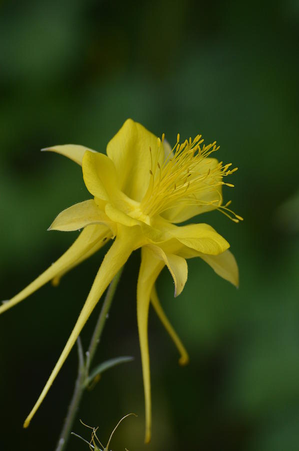 Columbine flower Painting by Ann Loyd - Fine Art America