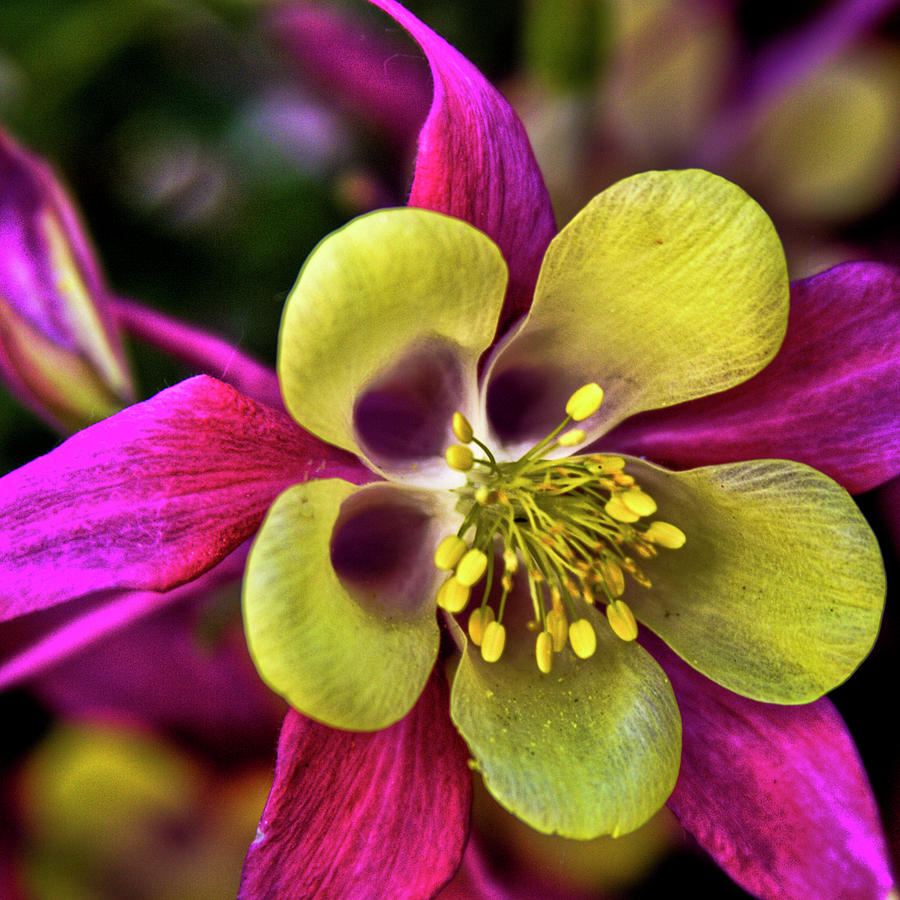 Flowers Still Life Photograph - Columbine Flower by David Patterson