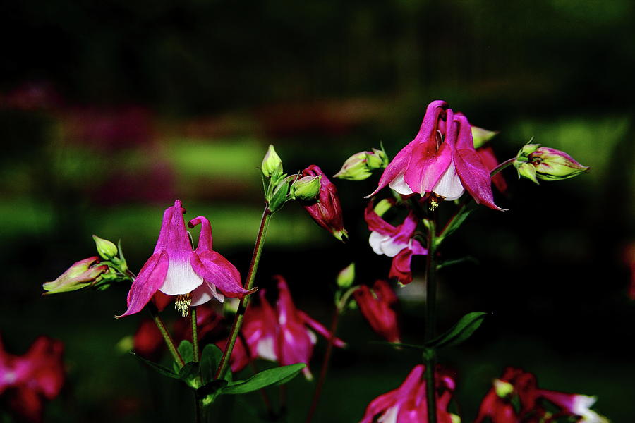 Columbine Flower Gathering Photograph by Allen Nice-Webb