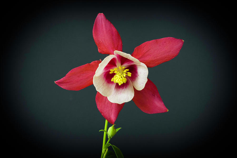 Columbine flower Photograph by Kenneth Cole