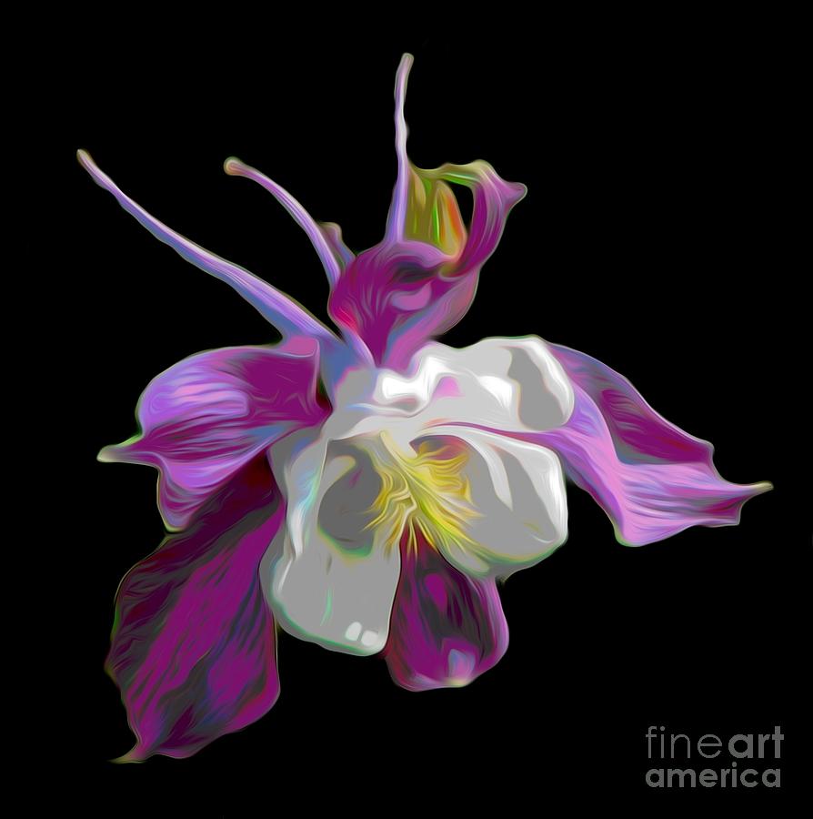 Columbine Flower Macro Abstract Photograph
