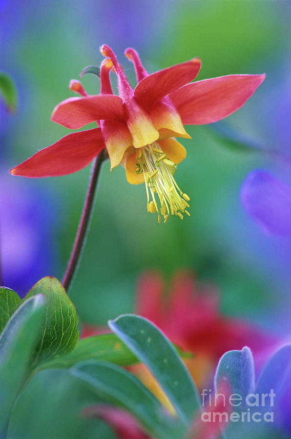 Columbine flower Photograph by Michael Wheatley
