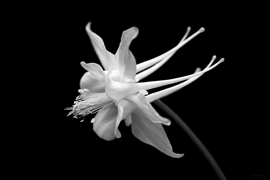 Nature Photograph - Columbine Flower Portrait Black and White by Jennie Marie Schell