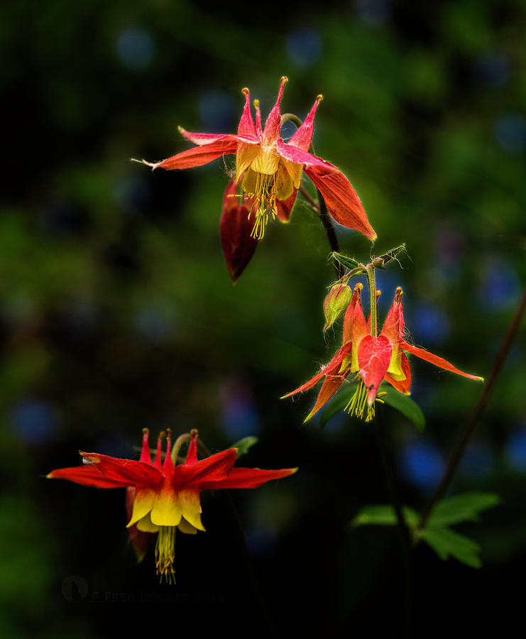Columbine Photograph by Fred Denner