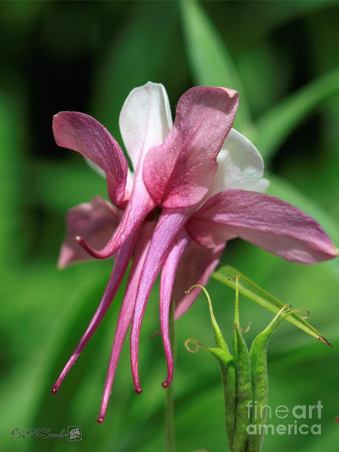 Columbine From The Songbird Series Named Robin Photograph By J Mccombie