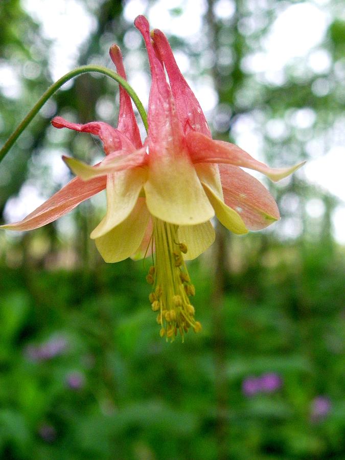 Columbine Full Bloom Photograph by Peggy King