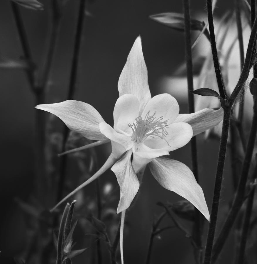 Columbine in Black and White Photograph by Gerri Duke