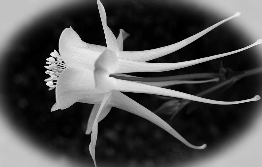 Columbine in Black and White Photograph by Judy Vincent