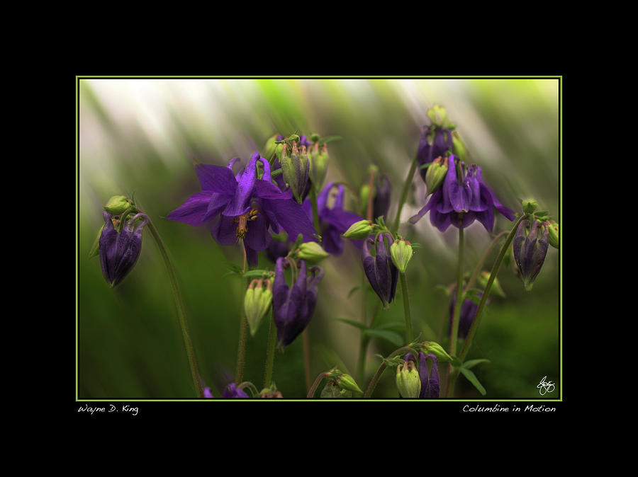 Columbine in Motion Poster Photograph by Wayne King