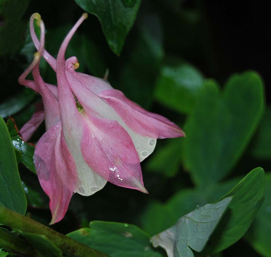 Columbine in Pink Photograph by Marilynne Bull