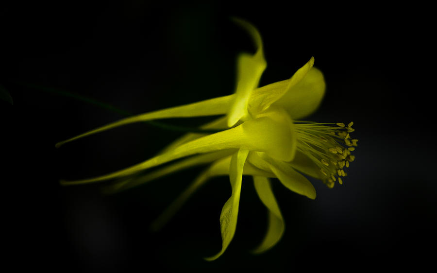 Columbine in Yellow Photograph by Ronda Broatch