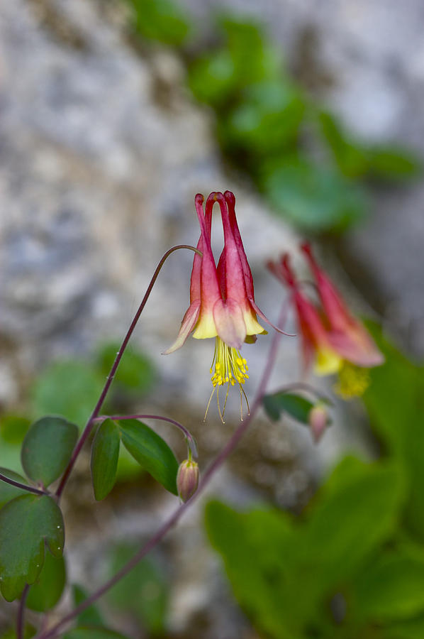 Columbine Photograph by Jack R Perry