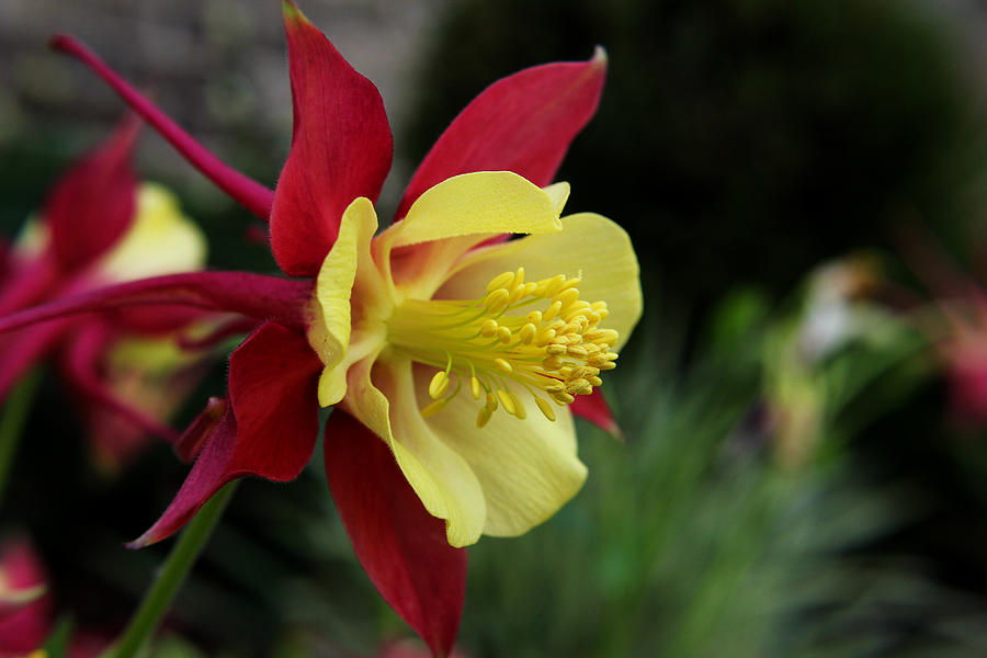 Columbine Photograph by Judy Vincent