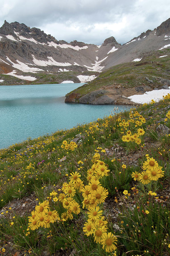 Columbine Lake and Alpine Sunflower Portrait Photograph by Cascade Colors