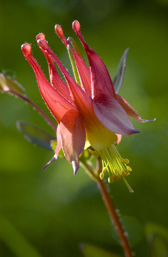 Flowers Still Life Photograph - Columbine by Linda McRae