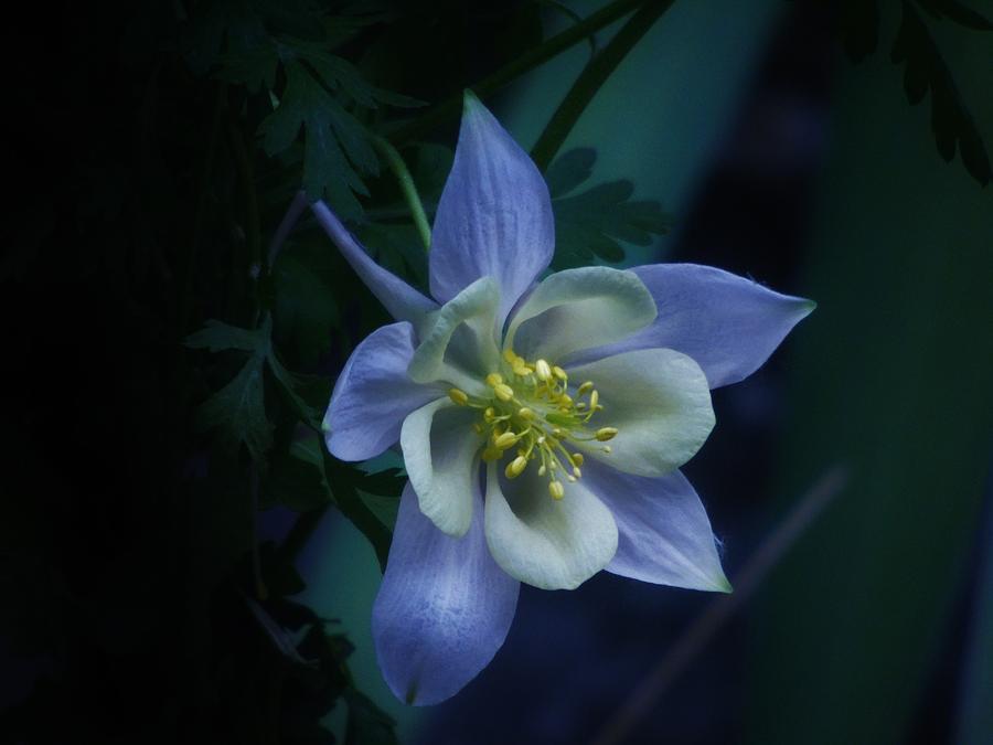 Columbine Mysterious Blue Photograph by Barbara St Jean