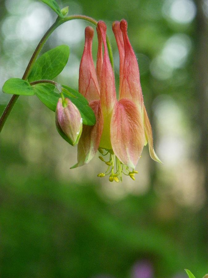 Columbine Photograph by Peggy King