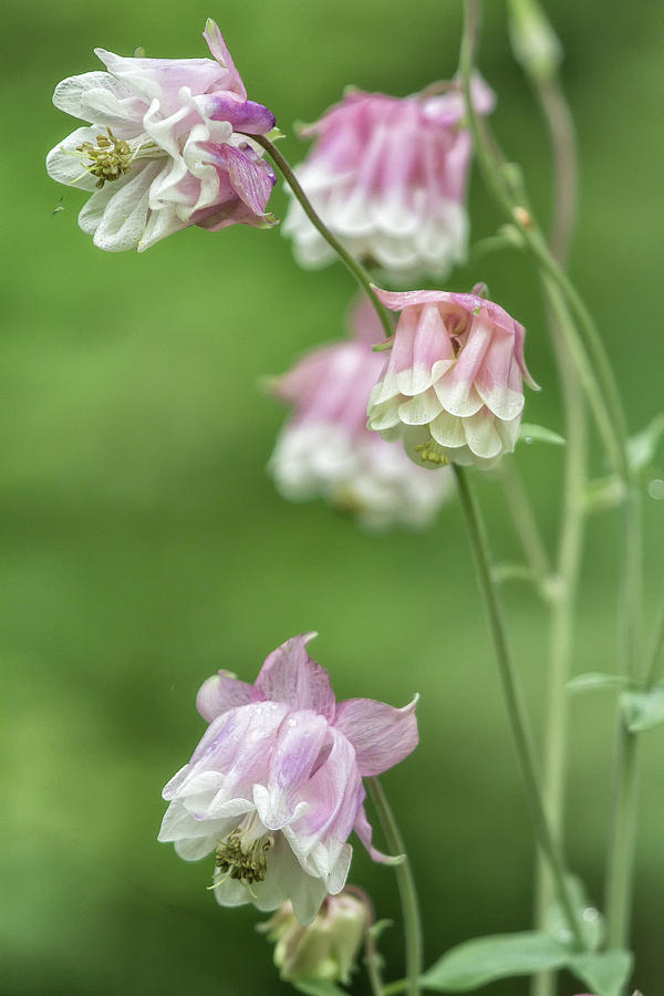Columbine Pink and White Photograph by Belinda Greb