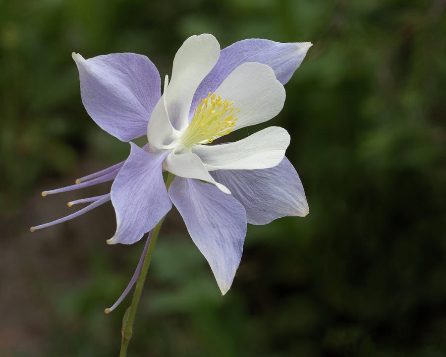 Columbine raising its face to the sun Photograph by Lois Lake