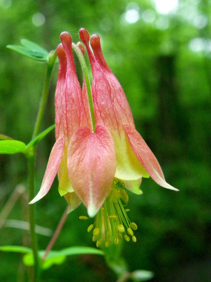 Columbine Single Blossom Photograph by Peggy King