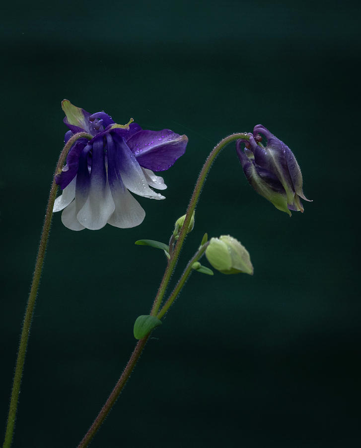 Columbine Stages Photograph by Jean Noren