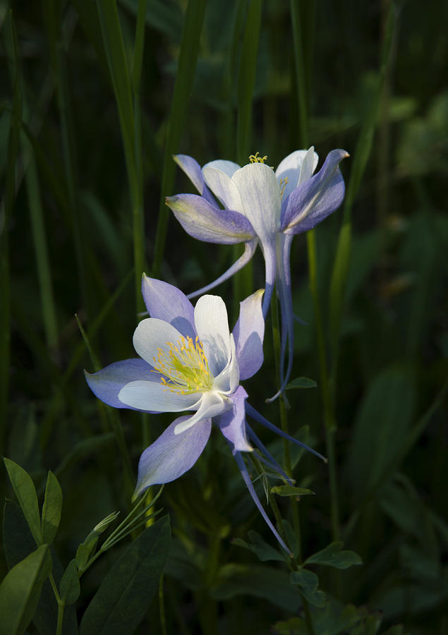 Columbine Supplication Photograph by Morris McClung