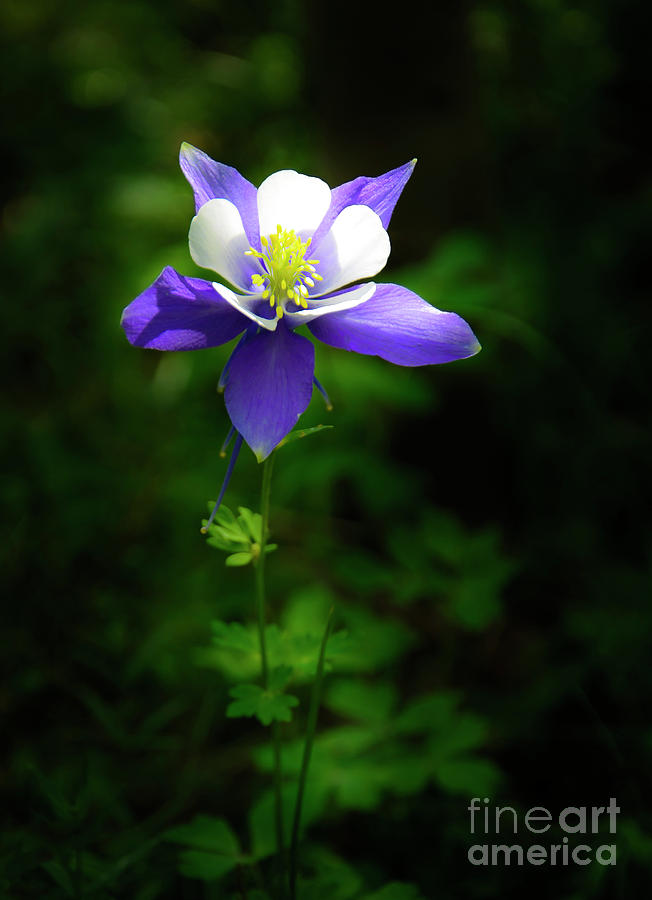 Columbine Photograph by The Forests Edge Photography - Diane Sandoval