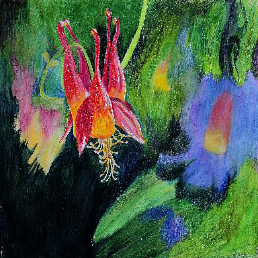 Columbine Drawing by Virginia Craig