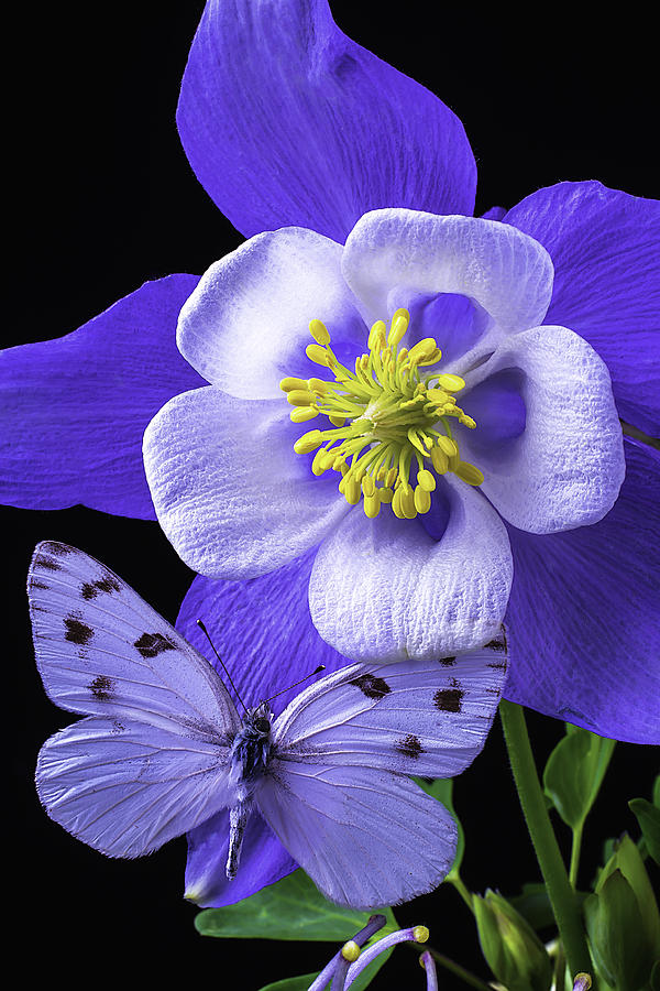 Flower Photograph - Columbine With Butterfly by Garry Gay