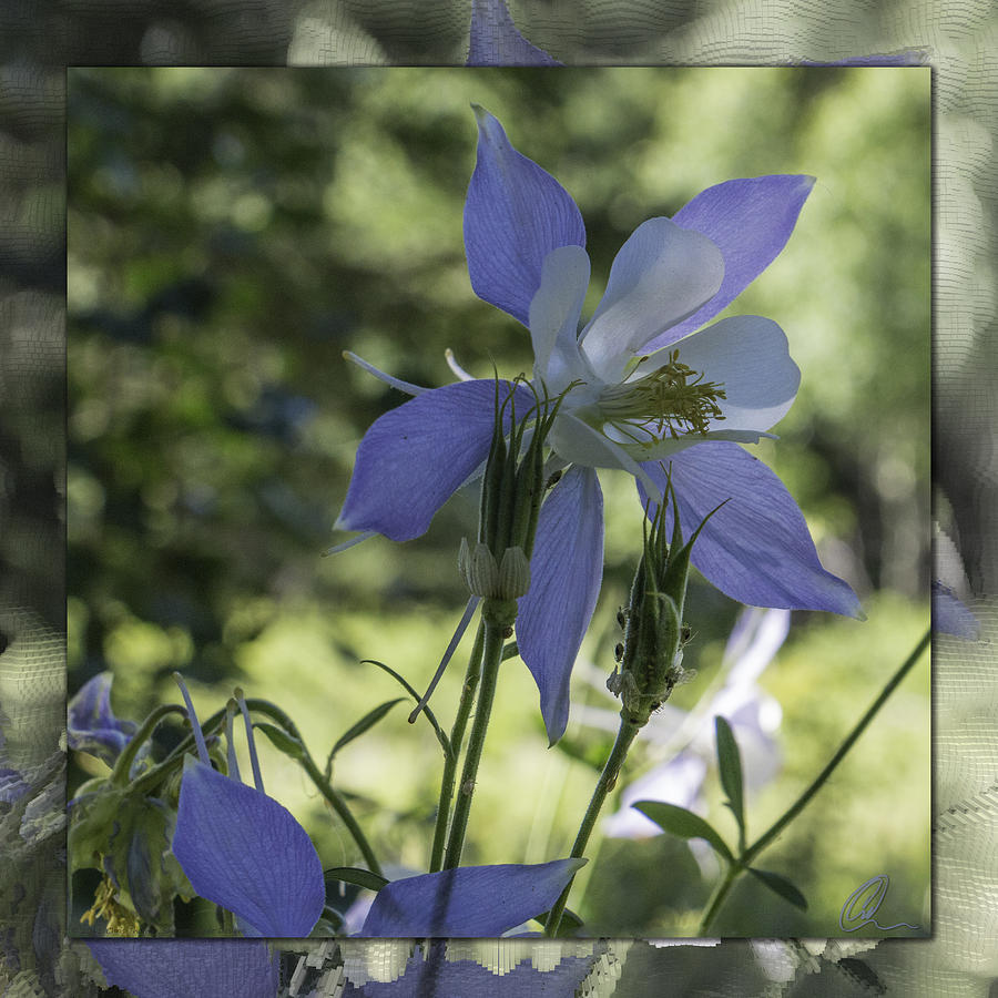 Columbine with Styalized Border Photograph by Chris Thomas