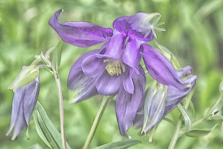 Columbines - Coloring Book Effect Photograph by Constantine Gregory