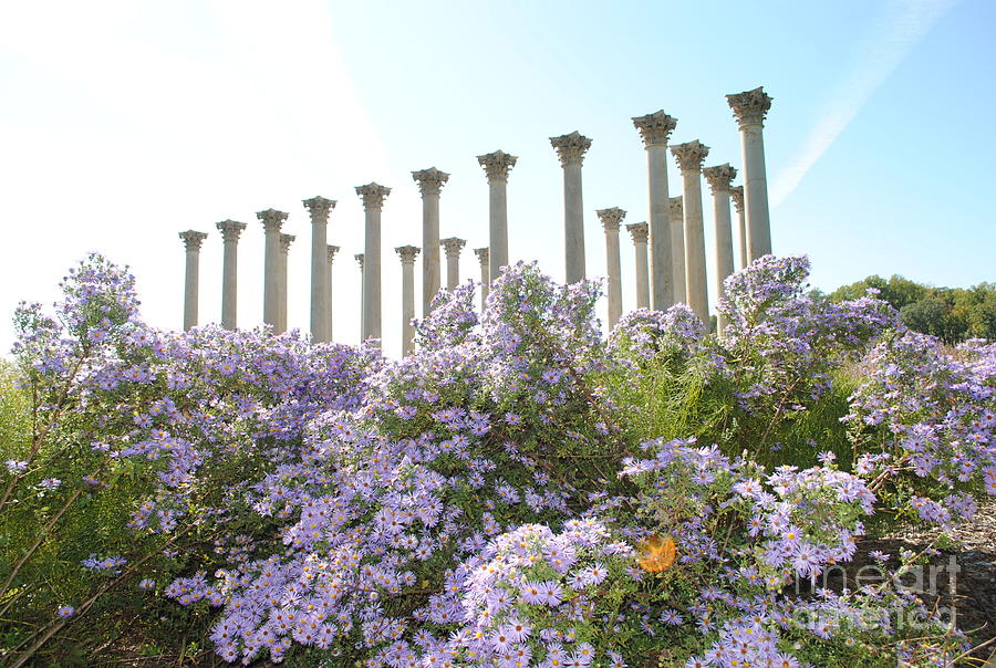 Column Flowers To The Sky Photograph By Jost Houk Fine Art America