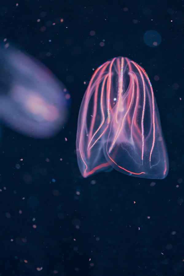 Comb Jellies Photograph by Scott Campbell