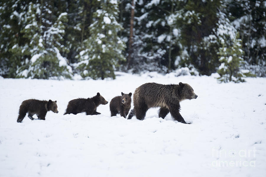Grand Teton National Park Photograph - Come Along - Grizzly Family by Sandra Bronstein