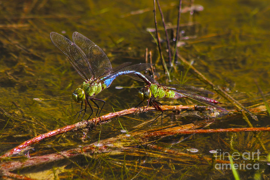 Dragon Photograph - Come Along With Me Dragonflies by Reid Callaway