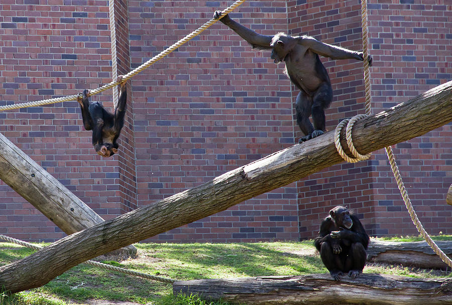 Chimpanzee Photograph - Come And Get Me by Miroslava Jurcik