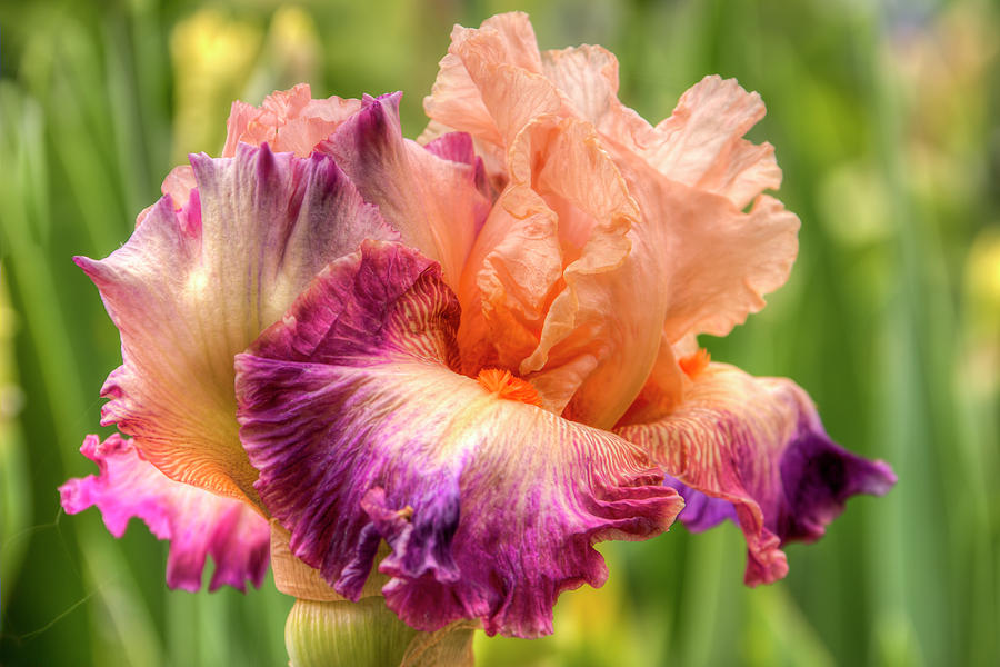 Iris Photograph - Come Away With Me by Kristina Rinell