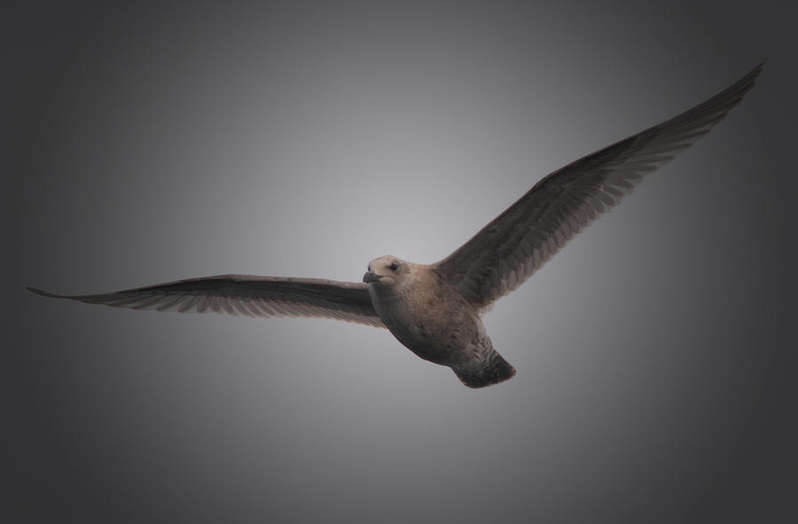 Seagull Photograph - Come Fly With Me - Edit by Richard Andrews