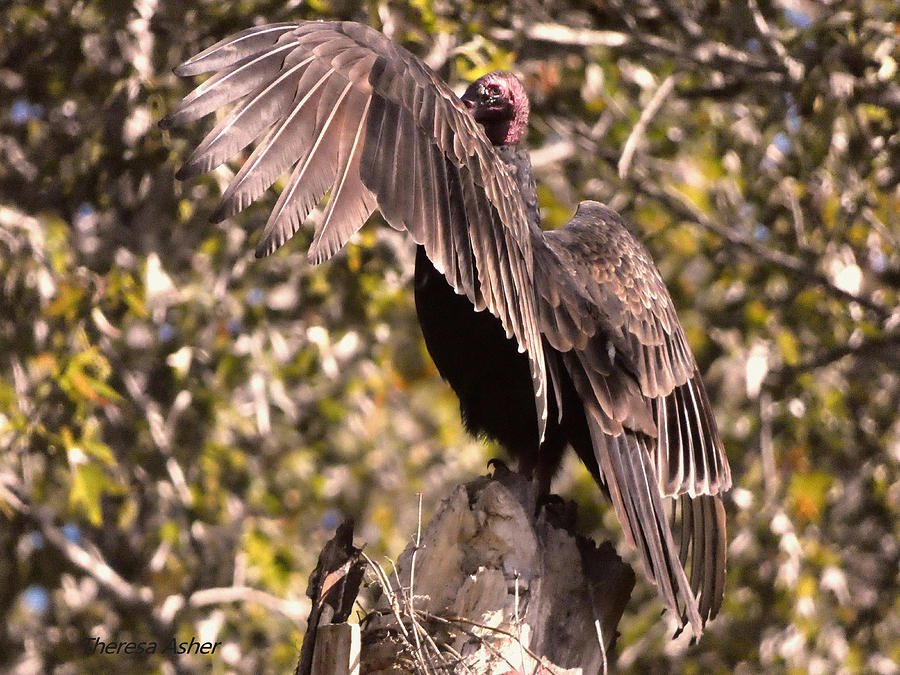 Vulture Photograph - Come Fly with Me by Theresa Asher