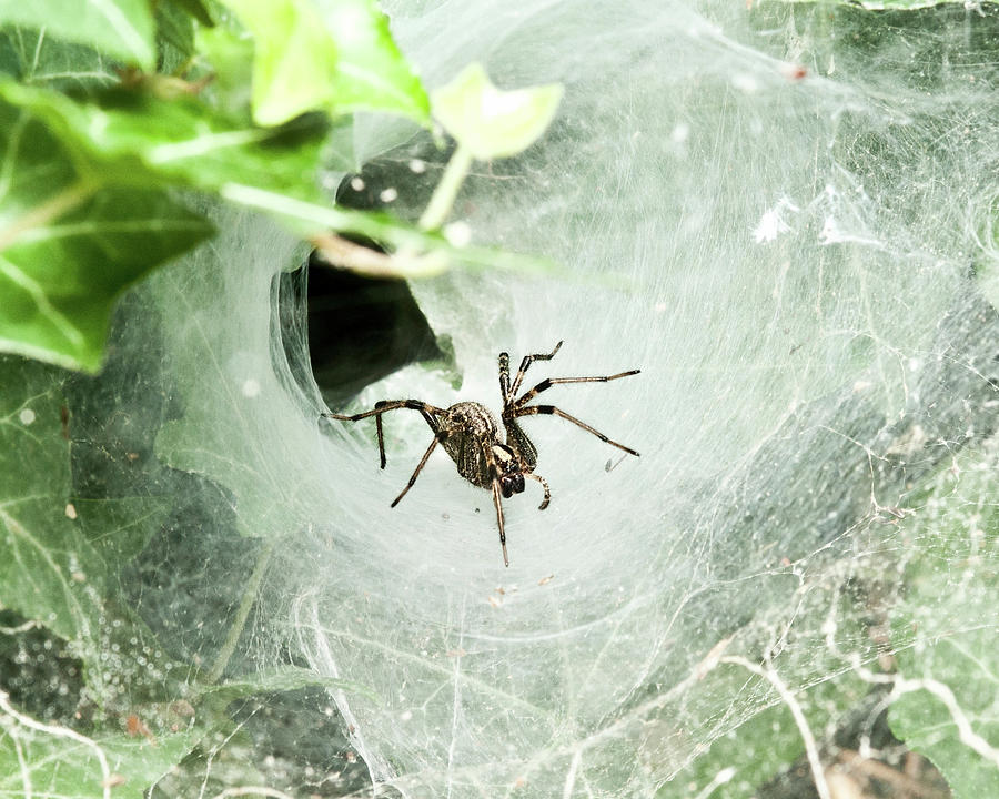 Spider Photograph - Come Into My Lair by Lara Ellis