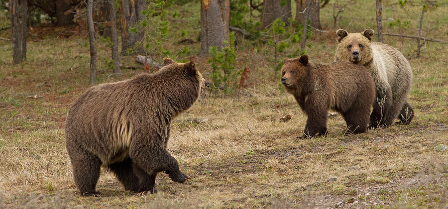 Yellowstone National Park Photograph - Come on You Two by Sandy Sisti