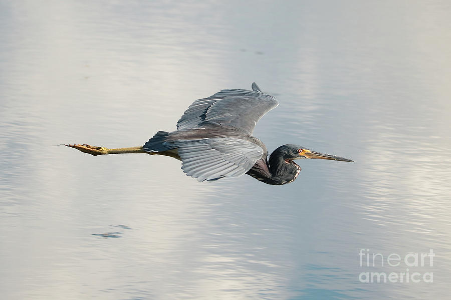 Come Soar with Me Tricolored Heron Photograph by Carol Groenen