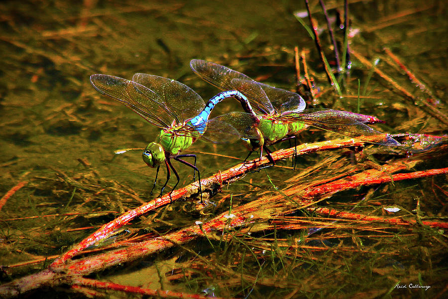 Come With Me Dragonfly Reproduction Art Photograph by Reid Callaway