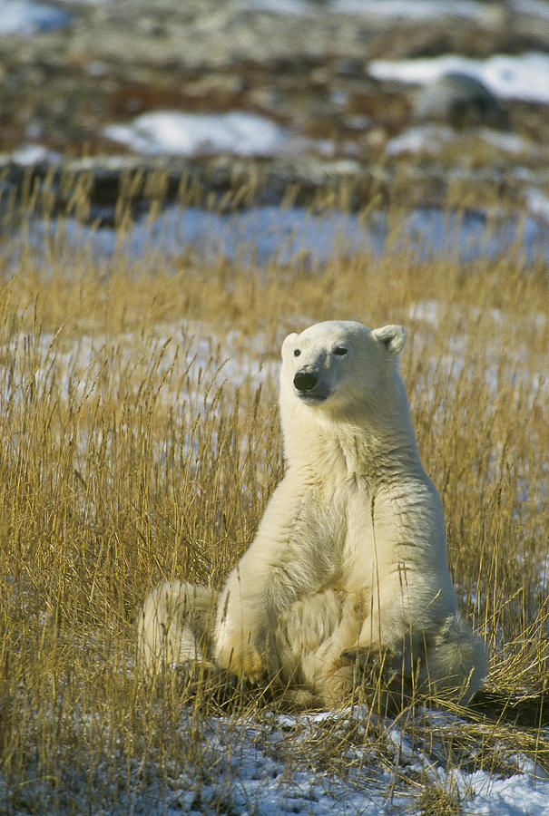 Comfortable Polar Bear Photograph by D Robert Franz
